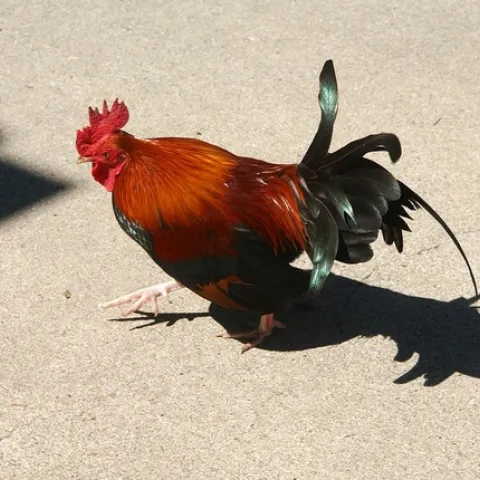 Handsome rooster. Photo: © Leora Worthington.