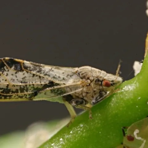 This is an Asian citrus psyllid, which is about the size of an aphid.