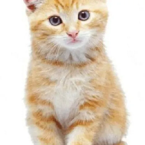 Who Me?