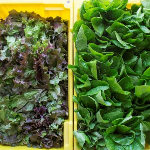 Lettuce