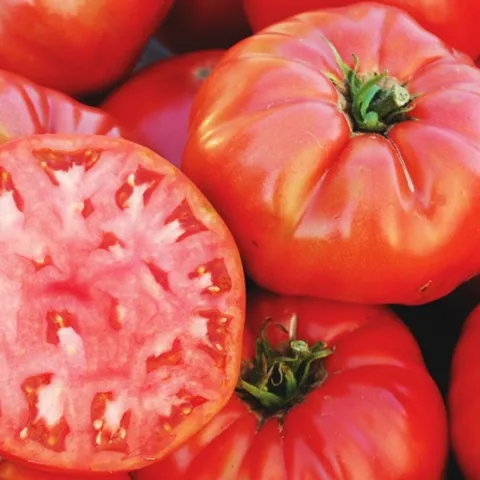 Red tomatoes, one slide. Photo credit R. Caldwell.