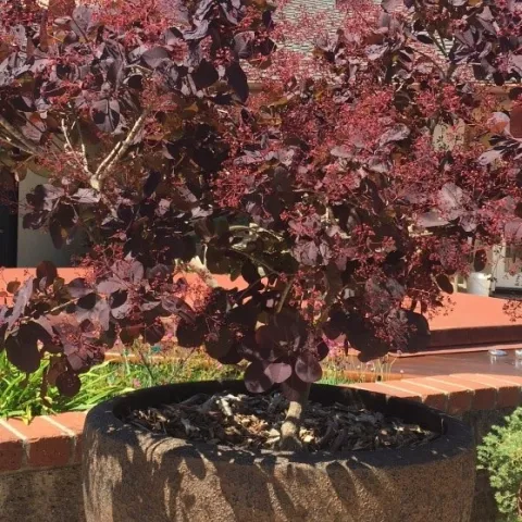 smoke tree