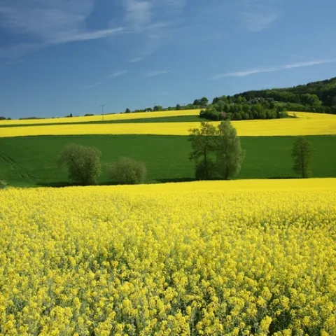Rapsfeld 2007