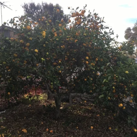 lemon leaf drop