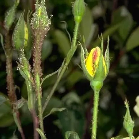 Rose aphids infesting a blossom. (Photo: Jack Kelly Clark)