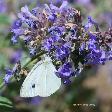 A cabbage white butterfly, Pieris rapae, nectaring on catmint last summer in Vacaville, Calif. (Photo by Kathy Keatley Garvey)