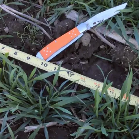 Wheat Stand Counts
