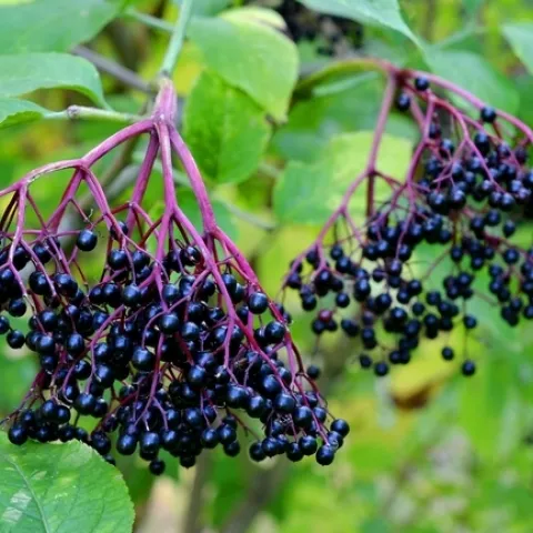 Las bayas del saúco son ricas en vitamina C y también contienen vitamina B6 y hierro.