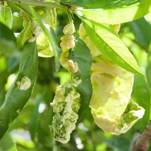 Peach Leaf Curl