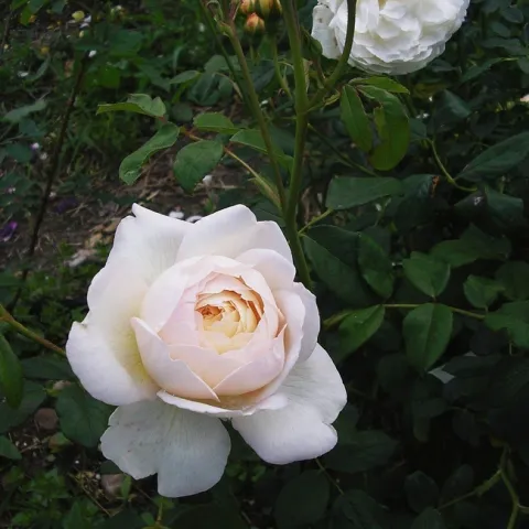 English Musk Rose