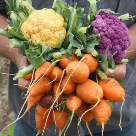 vegetables
