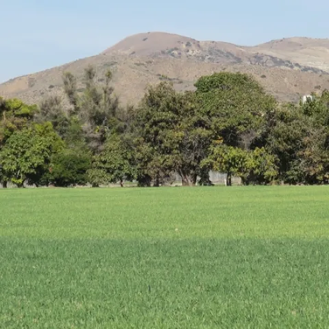 Cover crop.