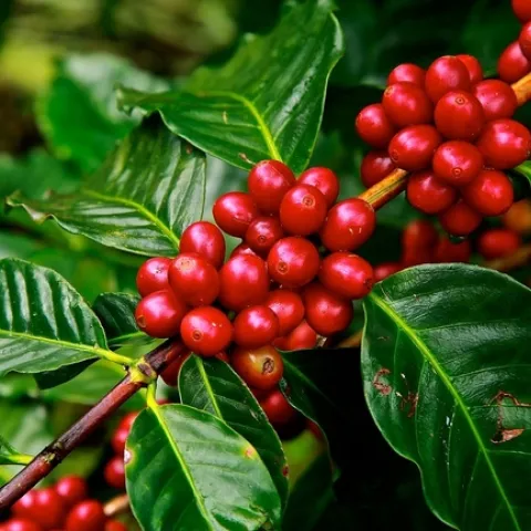 California-grown coffee has great earning potential for farmers, reported Valley Public Radio.