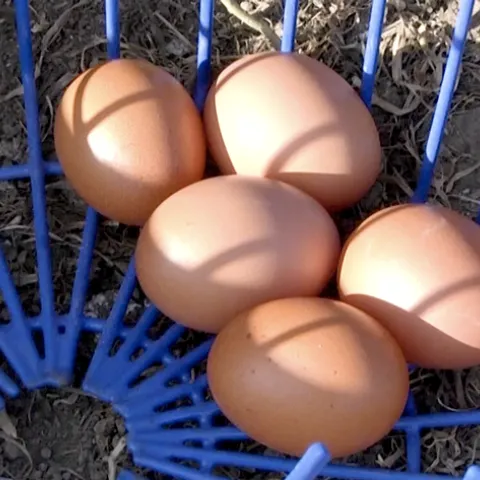 chicken eggs