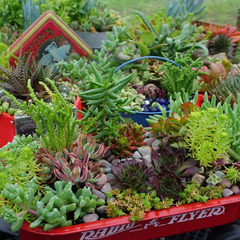 Succulent Arrangements for Sun, Laura Balaoro