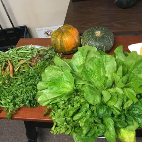 harvest plate