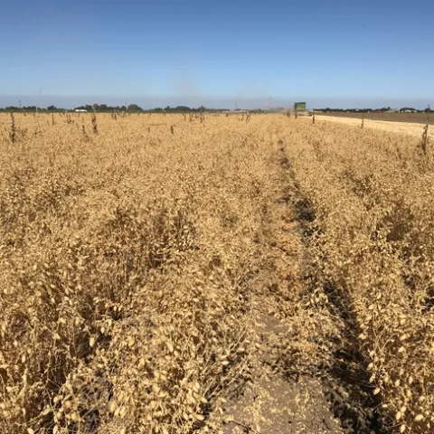 Garbanzo beans mature in June and are harvested in July.