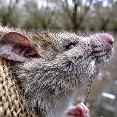 Roof rats are causing damage in nut and tree fruit orchards.