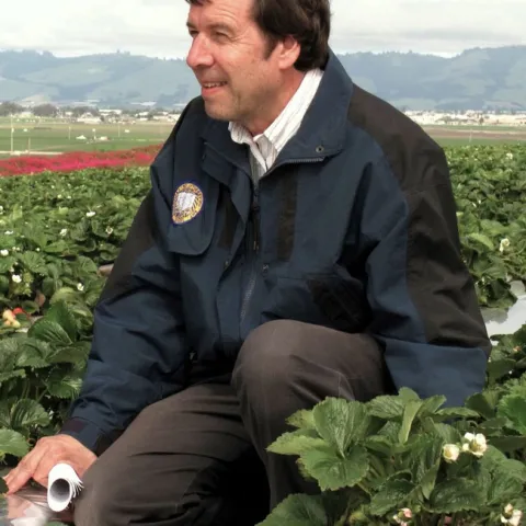 IPM specialist Frank Zalom, UC Davis distinguished professor of entomology and Extension entomologist, checks over a strawberry field.