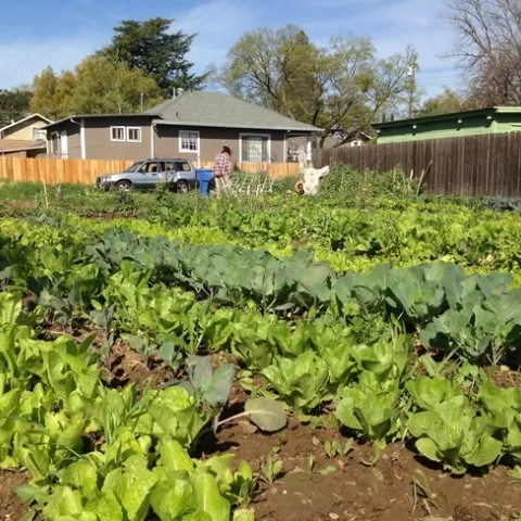 La agricultura urbana está tomando auge y UCCE ofrecerá una serie de talleres sobre el tema.