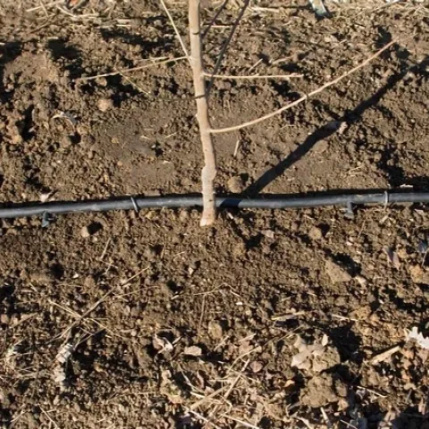 Irrigatede Tree