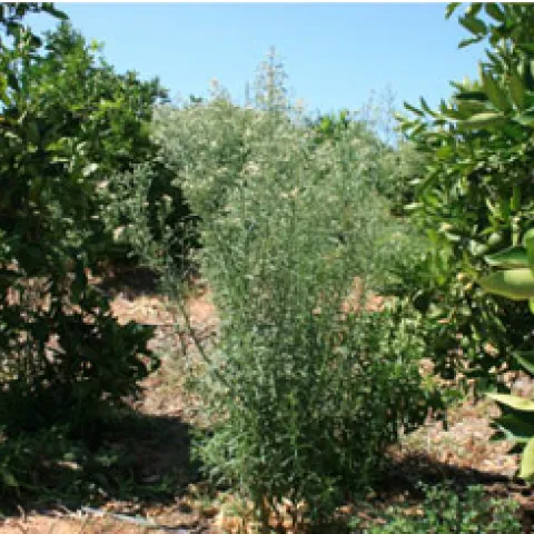 conyza citrus
