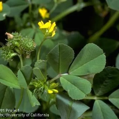 California burclover, an annual clover. (Photo: Jack Kelly Clark)