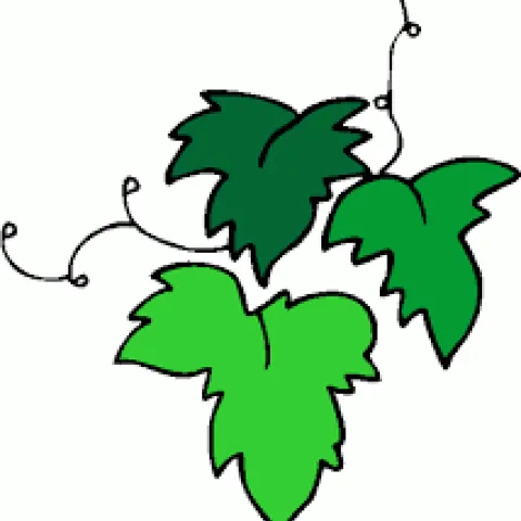 grape leaf