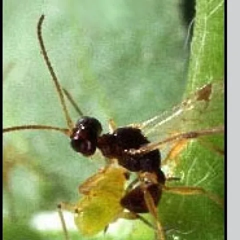 Peristenus digoneutis laying an egg in a plant bug nymph. Scott Bauer USDA/ARS.
