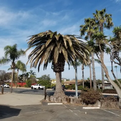 palm weevil damage