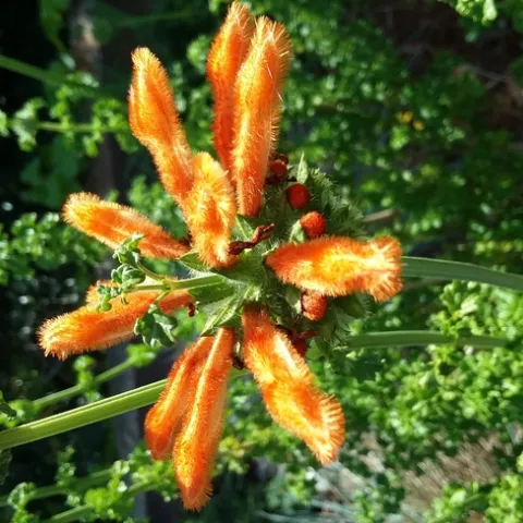 Leonotus