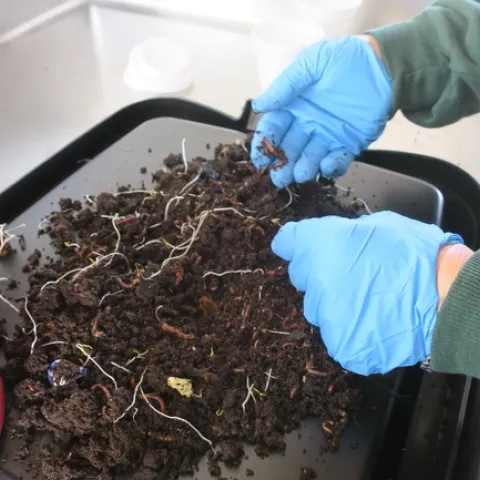 Harvesting Worms