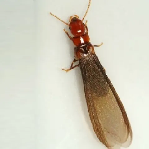 Drywood T1