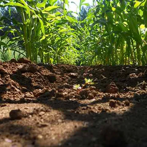 global_soil_week