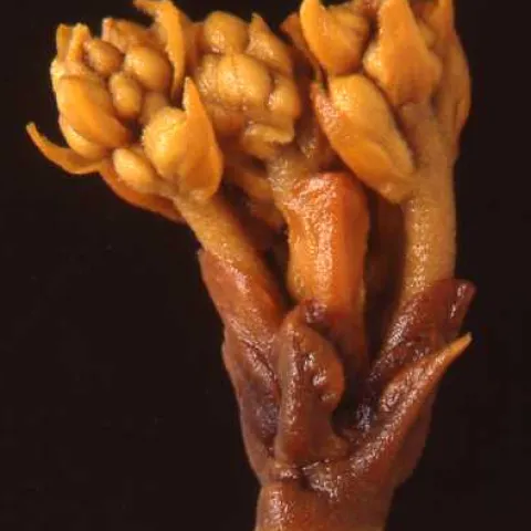 avocado flower