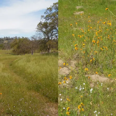 fiddleneck
