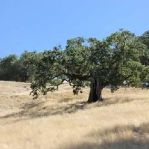 Hopland REC oaks