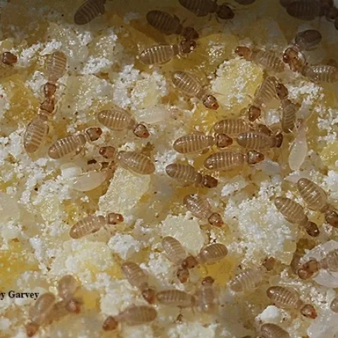 Esta imagen, tomada con un lente Canon MPE-65, muestra los piojos de libro, unos insectos casi microscópicos, en la harina de maíz. Estos insectos miden alrededor de 1 milímetro de largo o son del tamaño de una partícula de polvo. (Fotografía por Kathy Keatley Garvey)