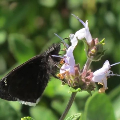 Black Sage