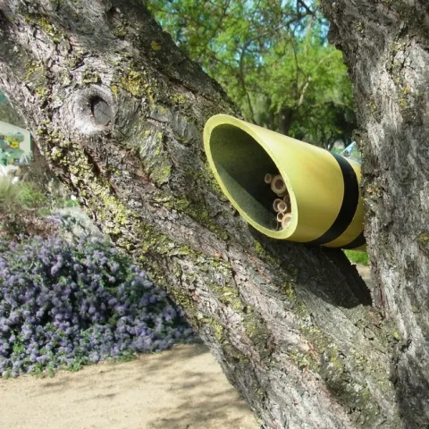 Solitary bee nest