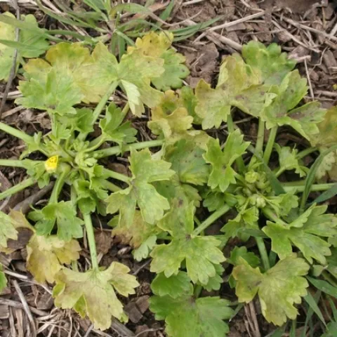 Buttercup infected with tomato spotted wilt virus.
