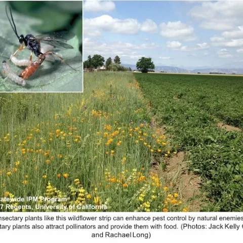 InsectaryPlants