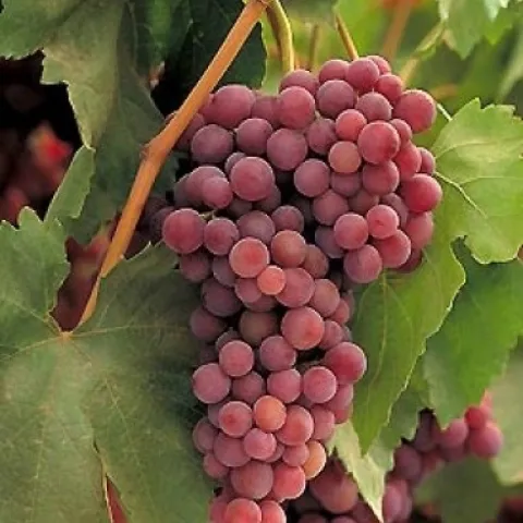 Uvas Flame Seedless
