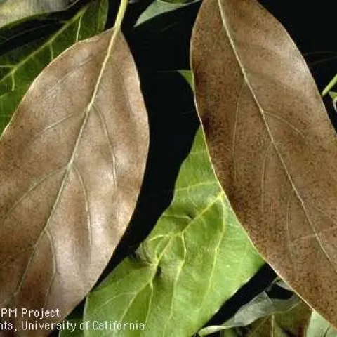 avocado bronw mite