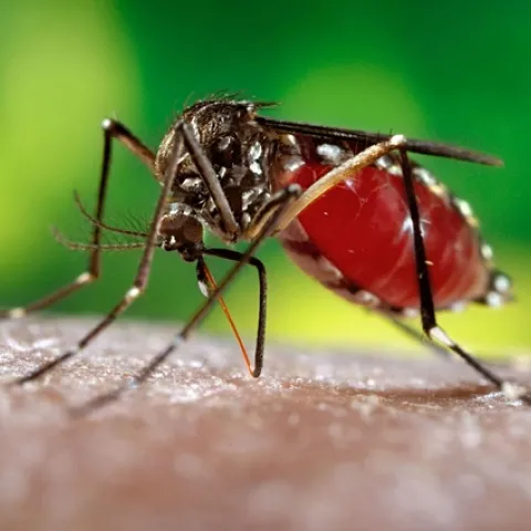 Aedes aegypti carries yellow fever, Zika and other viruses. (CDC photo)