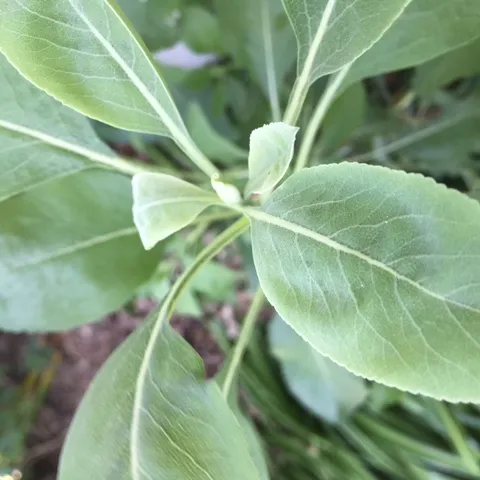 white sage