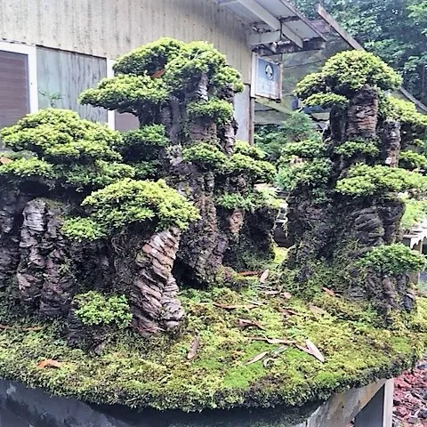 Shrubby Bonsai