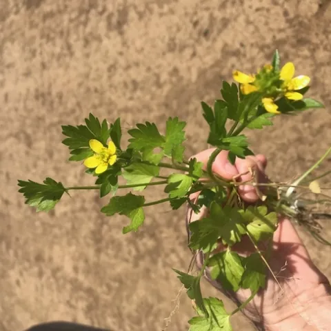spiny buttercup