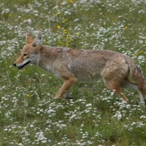 coyote