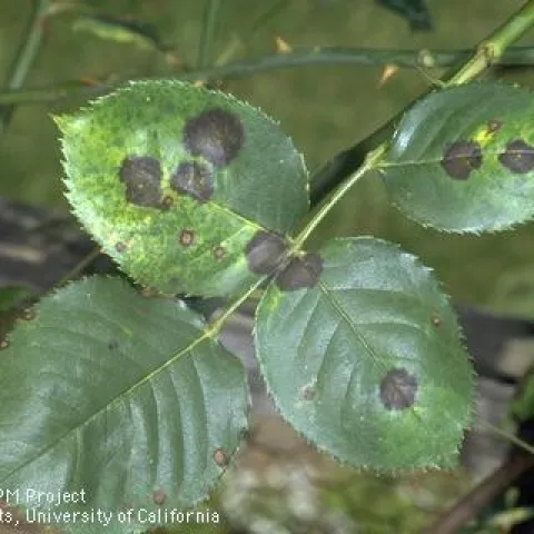 black spot on rose